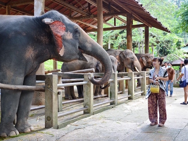 The Chang Mae Rim Elephant Programme